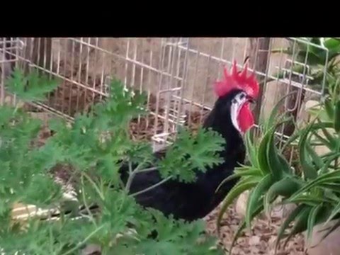 camera iphone 8 plus apk קרה בלנקה-SPANISH WHITE FACE