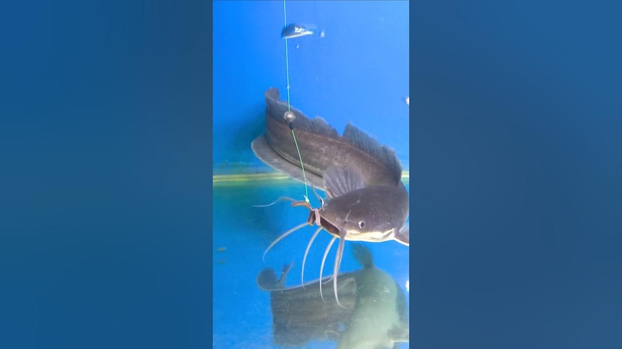 Ternyata Seperti Ini Ikan Lele Makan Umpan #shorts #mancing #umpanjitu Ternyata Seperti Ini Ikan Lele Makan Umpan #shorts #mancing #umpanjitu