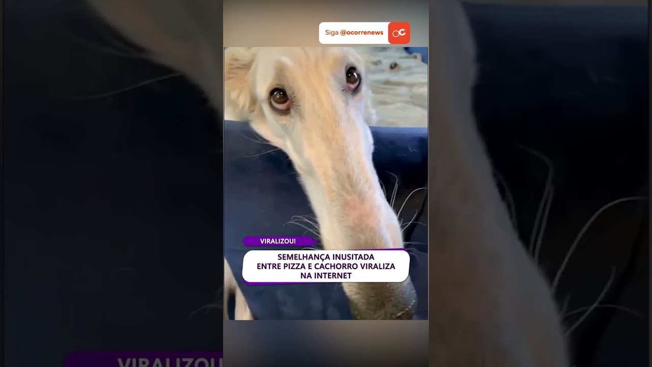 SEMELHANÇA INUSITADA entre pizza e cachorro viraliza na internet