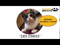 Cats stories