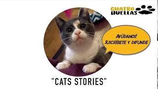 Cats stories by Cat stories 38 views 3 years ago 9 seconds