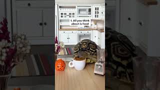 Are you a tortoise π€¨ #funnypets #cutepet #turtles