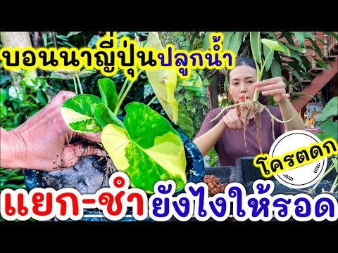 ผลสลากกินแบ่งรัฐบาล วันที่ 1 พย. 2567 ผลสลากกินแบ่งรัฐบาล วันที่ 1 พย. 2567