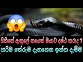 ස හ න න නය ද ක ම ම ක මහත ව ආශ ර ව දයක ද දවස ස හ නය