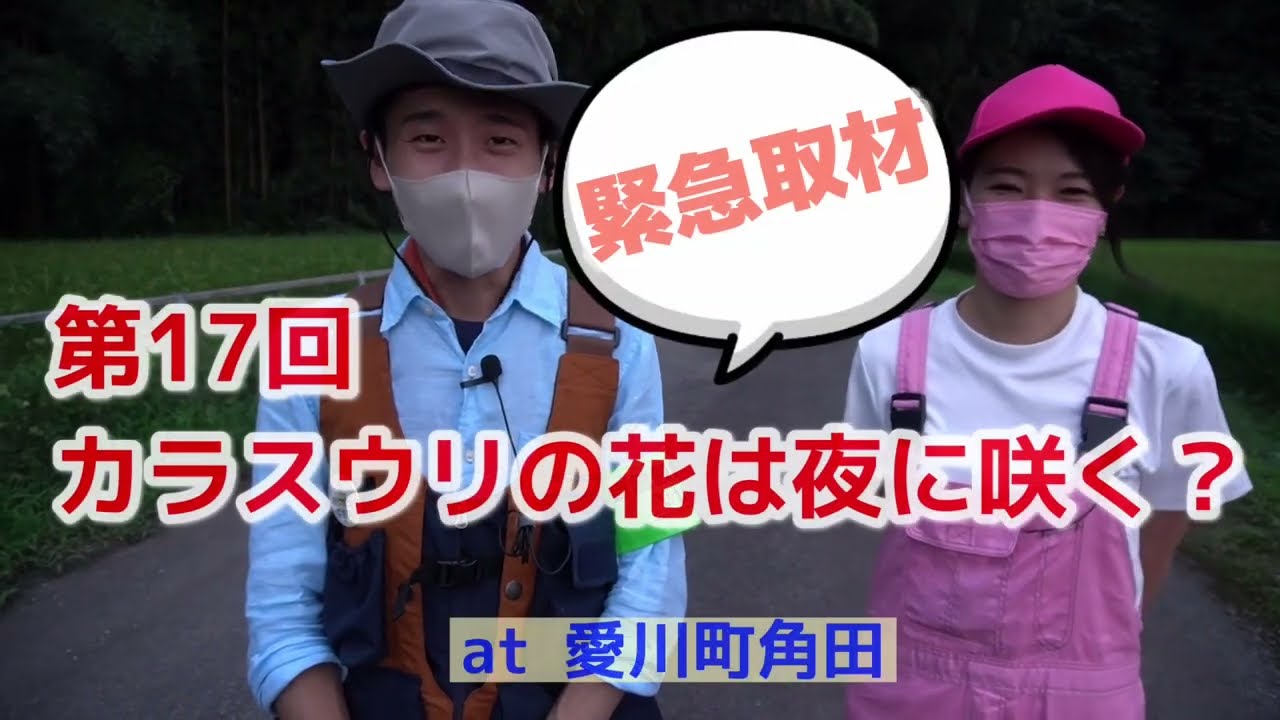 カラスウリの花は夜に咲く ネイチャー山田のみやがせ探検隊第17回 Youtube