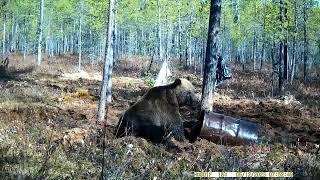 Охота на медведя весна 2023г.