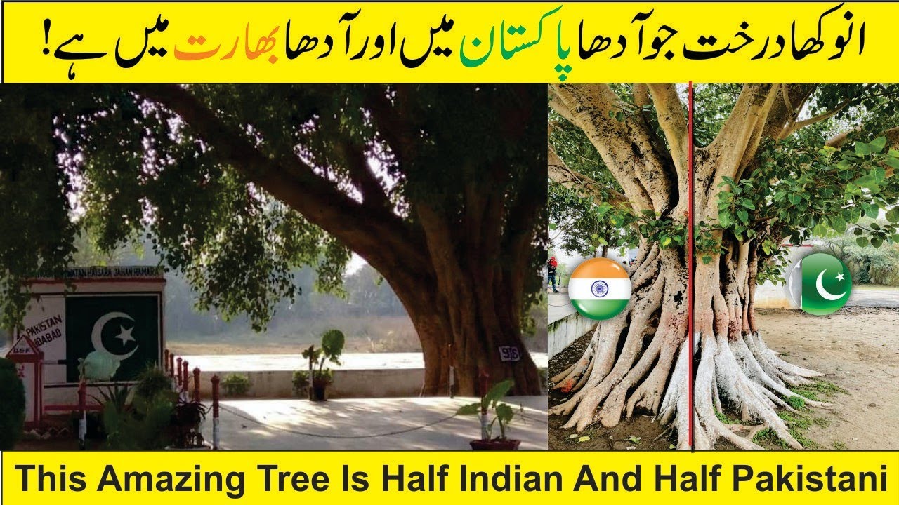 Half Indian and Half Pakistani Tree 