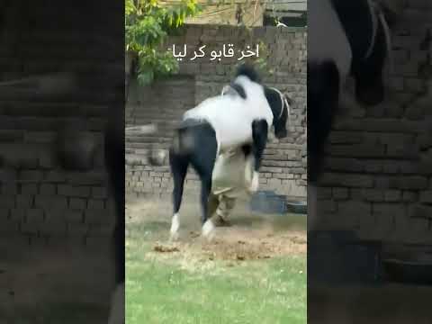 bail bay kaboo