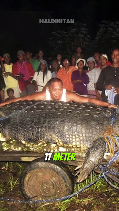 NGERI !! 3 BUAYA PALING TERBESAR DI DUNIA