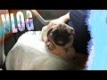 Vlog мы купили щенка!Пушистый друг:)|Мопс,наша история.