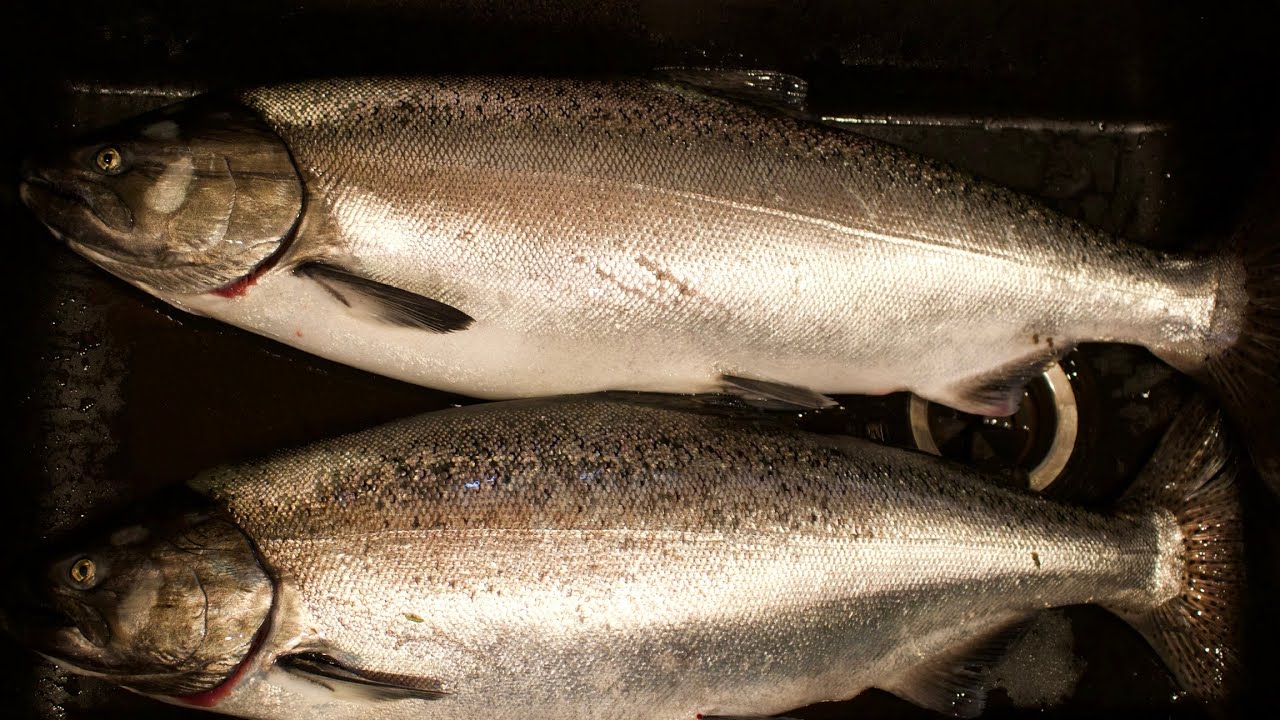 ALASKA FISHING 2022 King Salmon Season YouTube