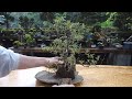 鉢から石に植え替える【磯山椒/イソザンショウ】 ♯735