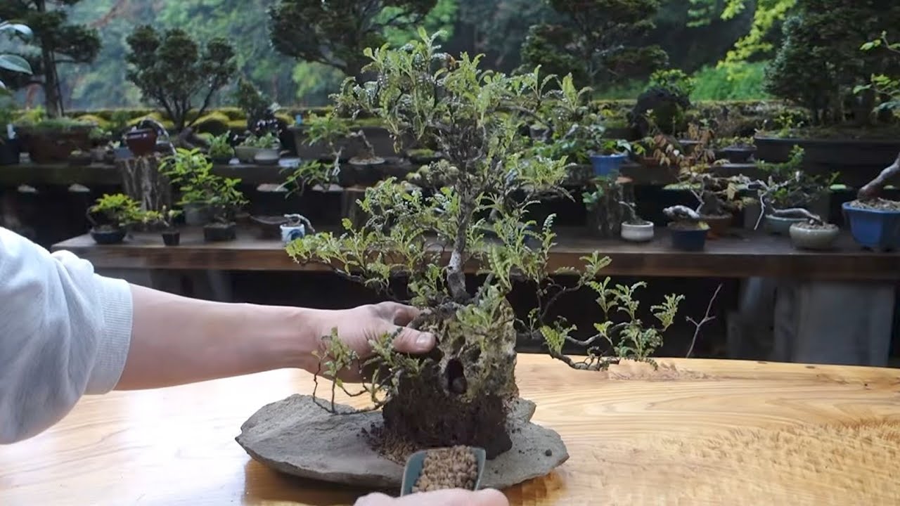 鉢から石に植え替える【磯山椒/イソザンショウ】 ♯735 - YouTube