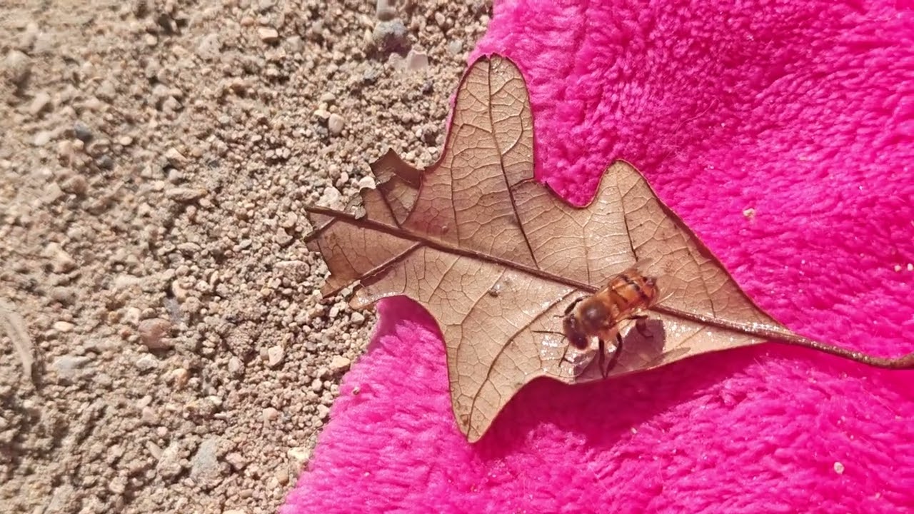 I saved a bee from drowning 