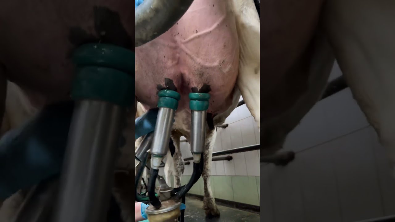 Quickly Connected The Milking Machine