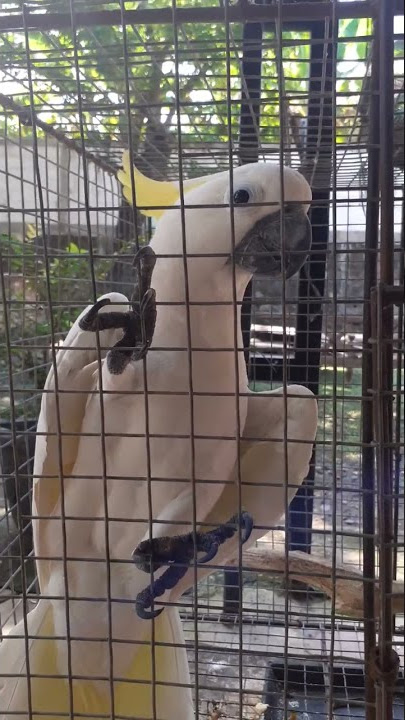 Burung kakak tua ngomong ada paket #shorts