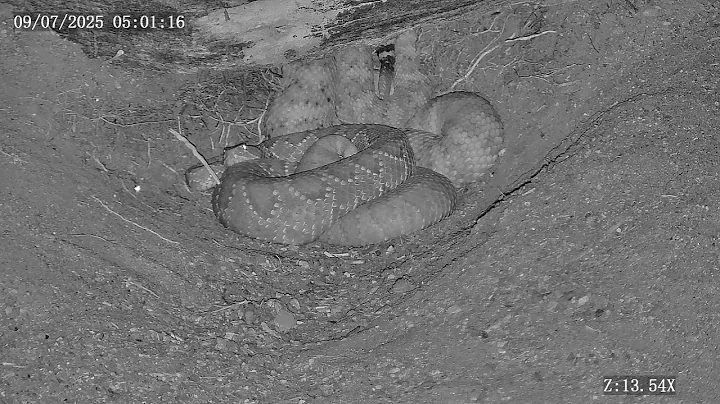 Joshua Tree Rattlesnake cam Live Stream
