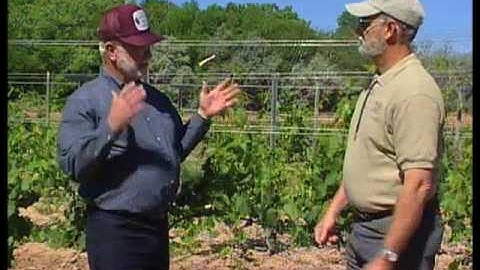 How To Install Bird Netting Over Grapevines