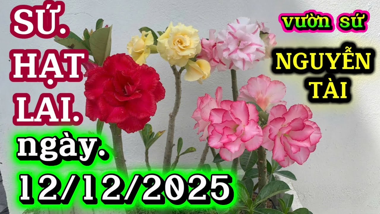 SỨ HẠT LAI 12/12/2025 ADENIUM , NGUYỄN TÀI 0907 5787 07#HOA SỨ # ĐỨC THỦ BONSAI.