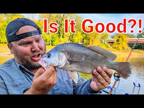 EATING Freshwater Drum (Sheephead)- Catch and Cook 