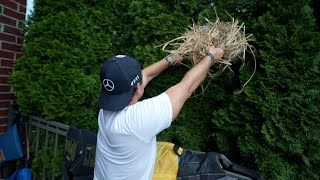 How to save baby birds from your house.