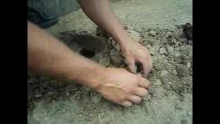 Digging Turtle eggs on the Farm found a softshell nest.