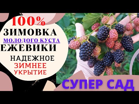Надежное зимнее укрытие молодого куста ежевики