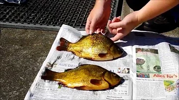 Ist die Karausche ein Speisefisch?