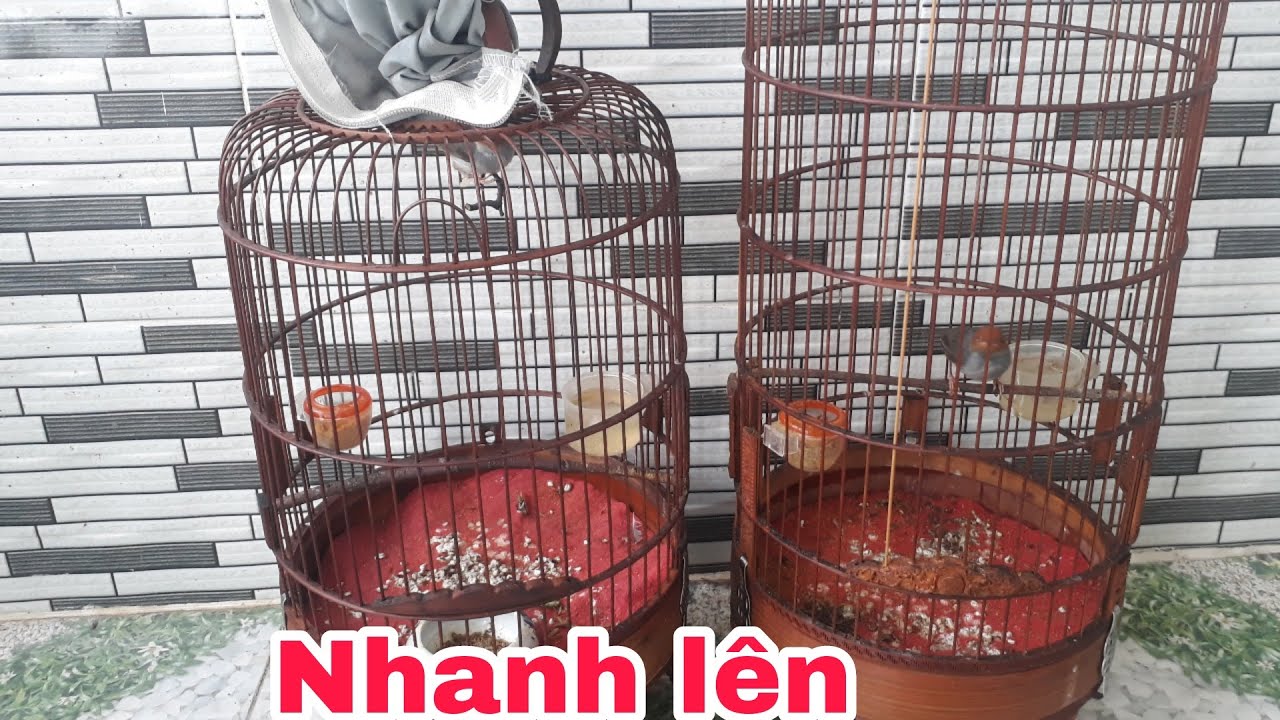 Chia sẽ cách nuôi sâu đầu đo bổi nhanh đấu