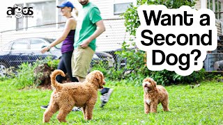 Celebrity When's a Good Time to Get a Second Dog Wealth