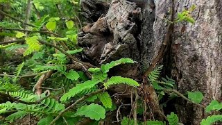 Tamarind Bonsai Hunt. Found An Absolute One .