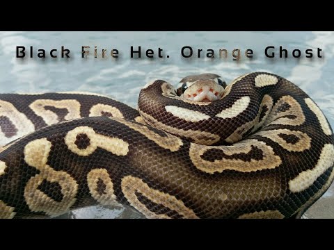 Black Fire Het Orange Ghost ♂ | Ball Python - YouTube