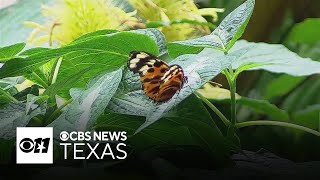 Butterflies take flight at Fort Worth Botanic Garden