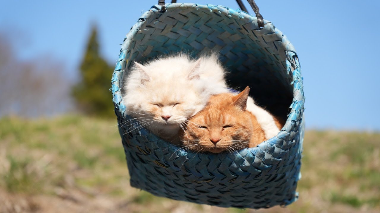 ３匹の猫 テラコッタ 楽天市場】猫 置物 「 ネコ皿 茶トラ白 」 子ねこ 見つめる