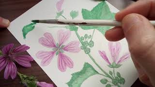 رسم زهور الخبازة البرية ألوان مائية..how to paint watercolor mallow flowers..grande mauve