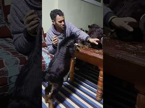 ه جمو اعليا