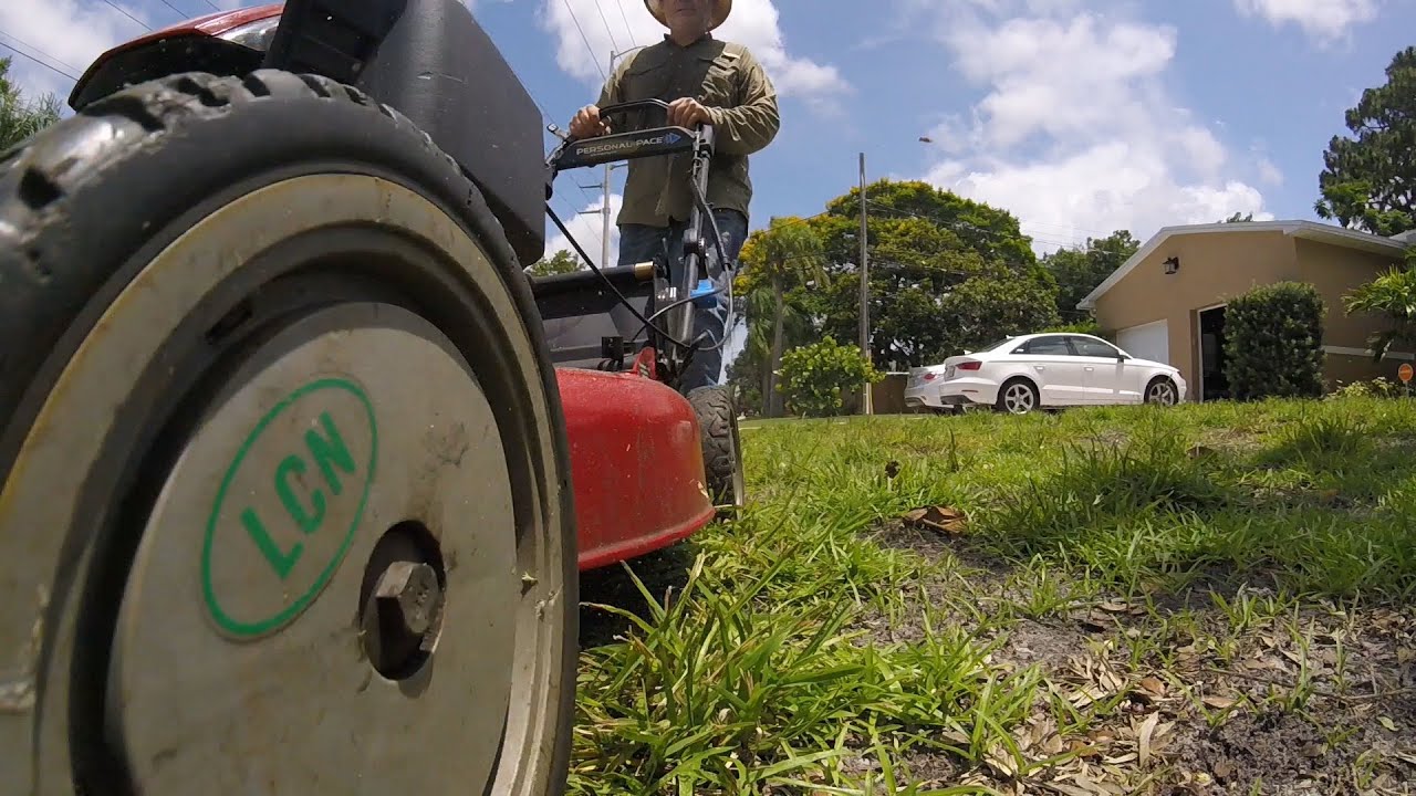 St Augustine Grass Plugs First Cut And Pre Emergent YouTube