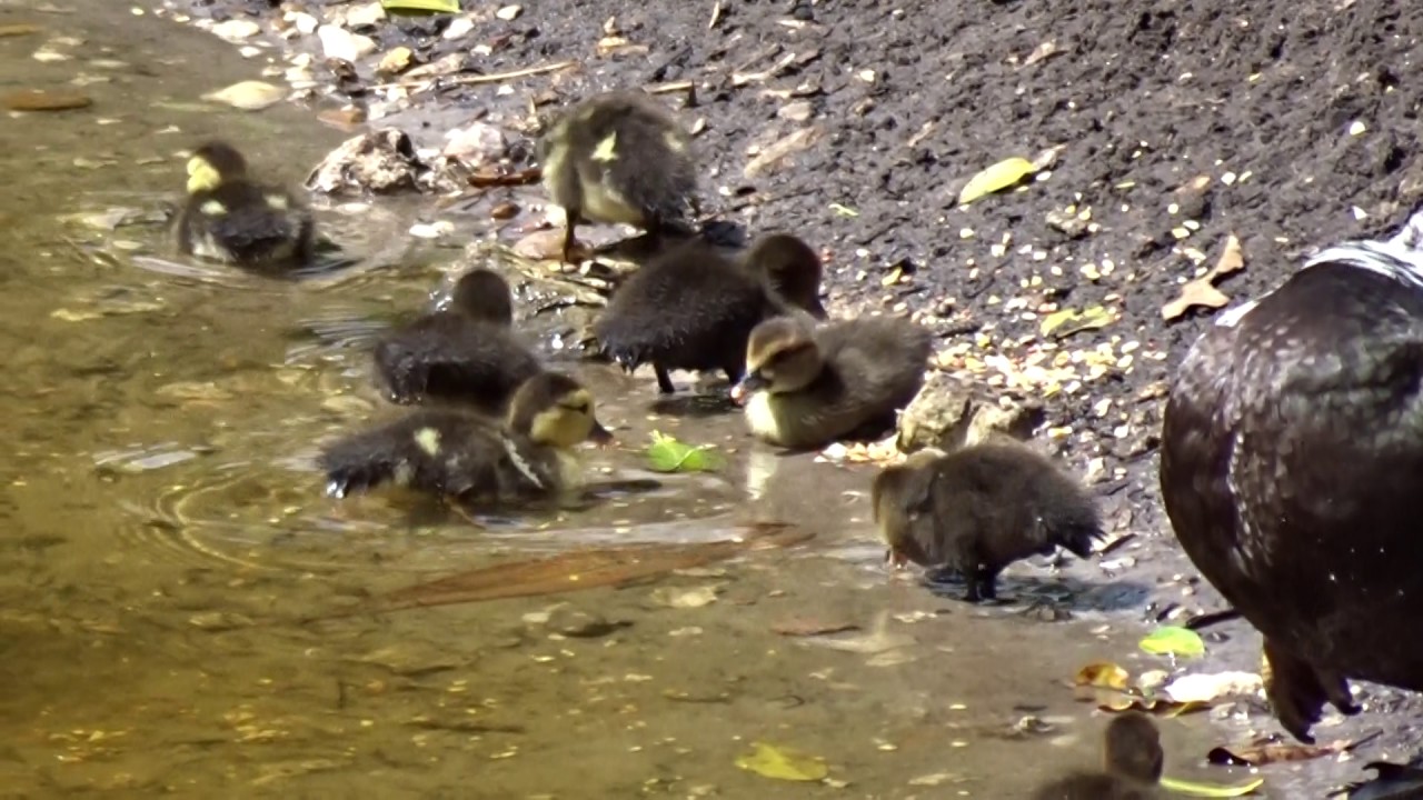 Boca Raton Ducks - YouTube