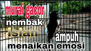 TEMBAKAN MURAI BATU KERAS  SANGAT CEPAT MEMANCING GACOR DAN FIGHTER