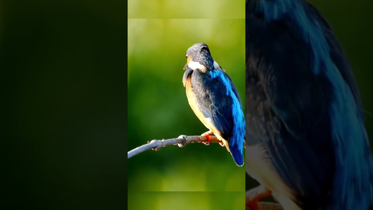 Common Kingfisher Call | Birds Songs 