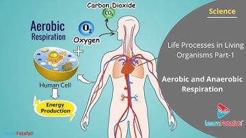 એરોબિક અને એનારોબિક શ્વસન | જીવંત જીવોમાં જીવન પ્રક્રિયાઓ