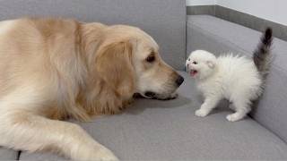 Golden Retriever's Heartwarming Reaction When First Meeting Abandoned Kitten