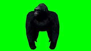 Gorilla On Green Screen Green Screen Animal Gorilla On Green Screen Effects