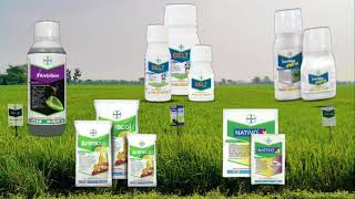 PAKET PESTISIDA DARI BAYER UNTUK PADI PAKET PESTISIDA DARI BAYER UNTUK PADI