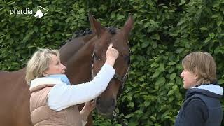 Acupressure for Horses screenshot 1