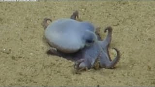 Deep-sea crew discovers new octopus species