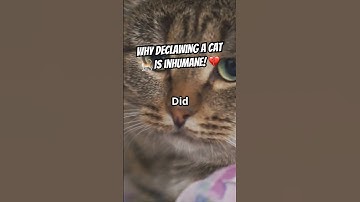 Why Declawing a Cat Is Never a Good Idea 🐾🚫 #catfacts