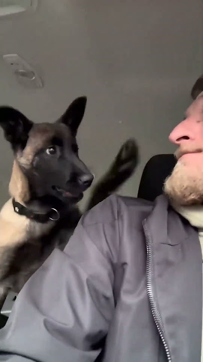 #cat #dog #us #usa #funny #happycats #catmemes #music #sheep #parrot #Horse #pets