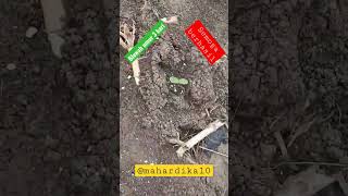 tanam blewah musim hujan umur 3 hari #short #shorts  #shortvideo #shortsvideo #blewah #tanamjagung