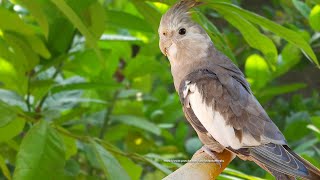 Cockatiel Sounds, Call Songs - White-Faced Cockatiel (Jono)